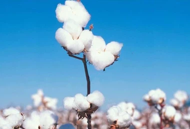 bamboo cotton bamboo cotton