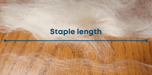 length of individual merino wool fibers length of individual merino wool fibers