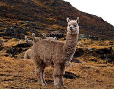 Alpaca or cashmere, which is more high-end?
