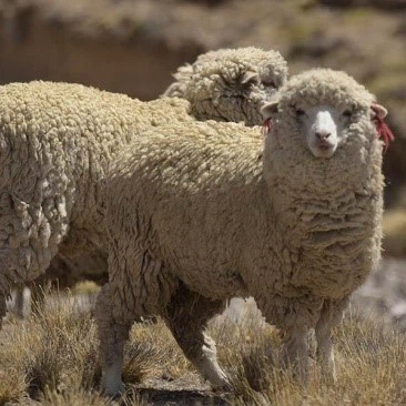 merino sheep merino sheep